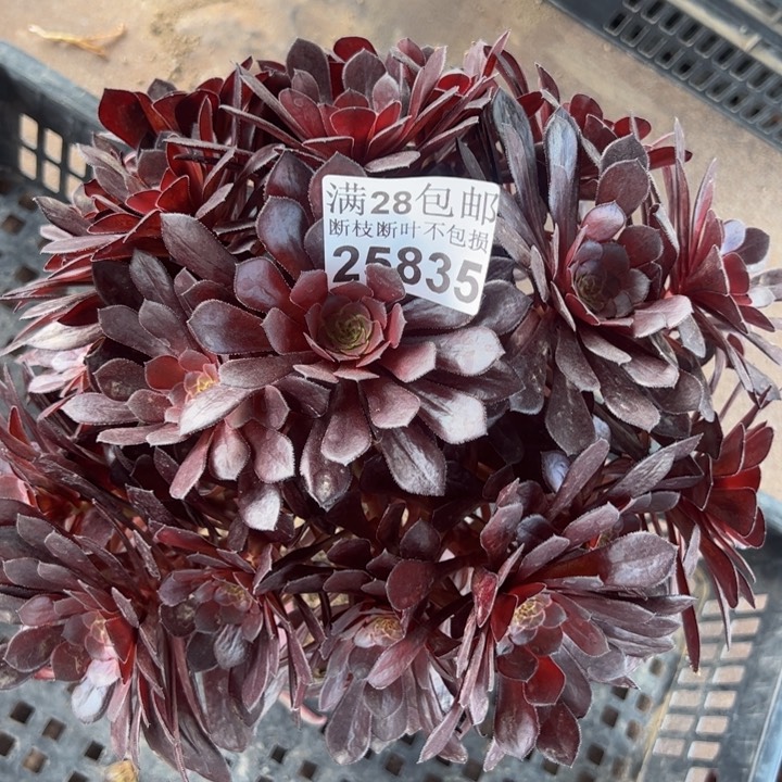 25835黑中多肉植物