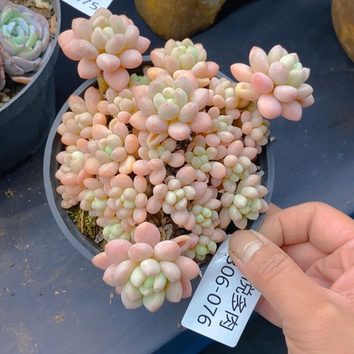 夏悦多肉0306-76鱼子酱