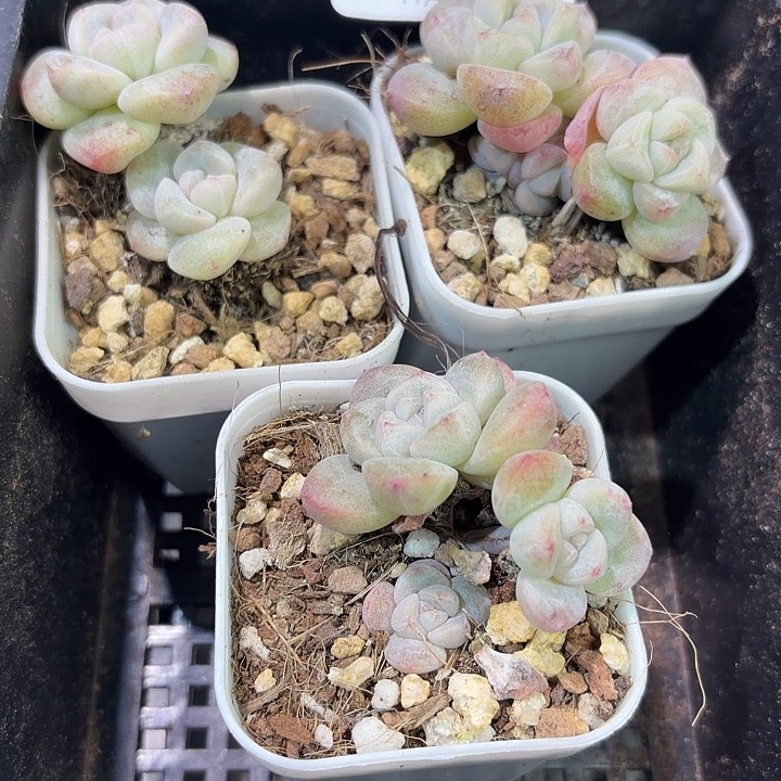 42 号到手1框一物一拍