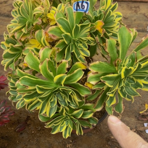 艳日伞多肉植物67多肉