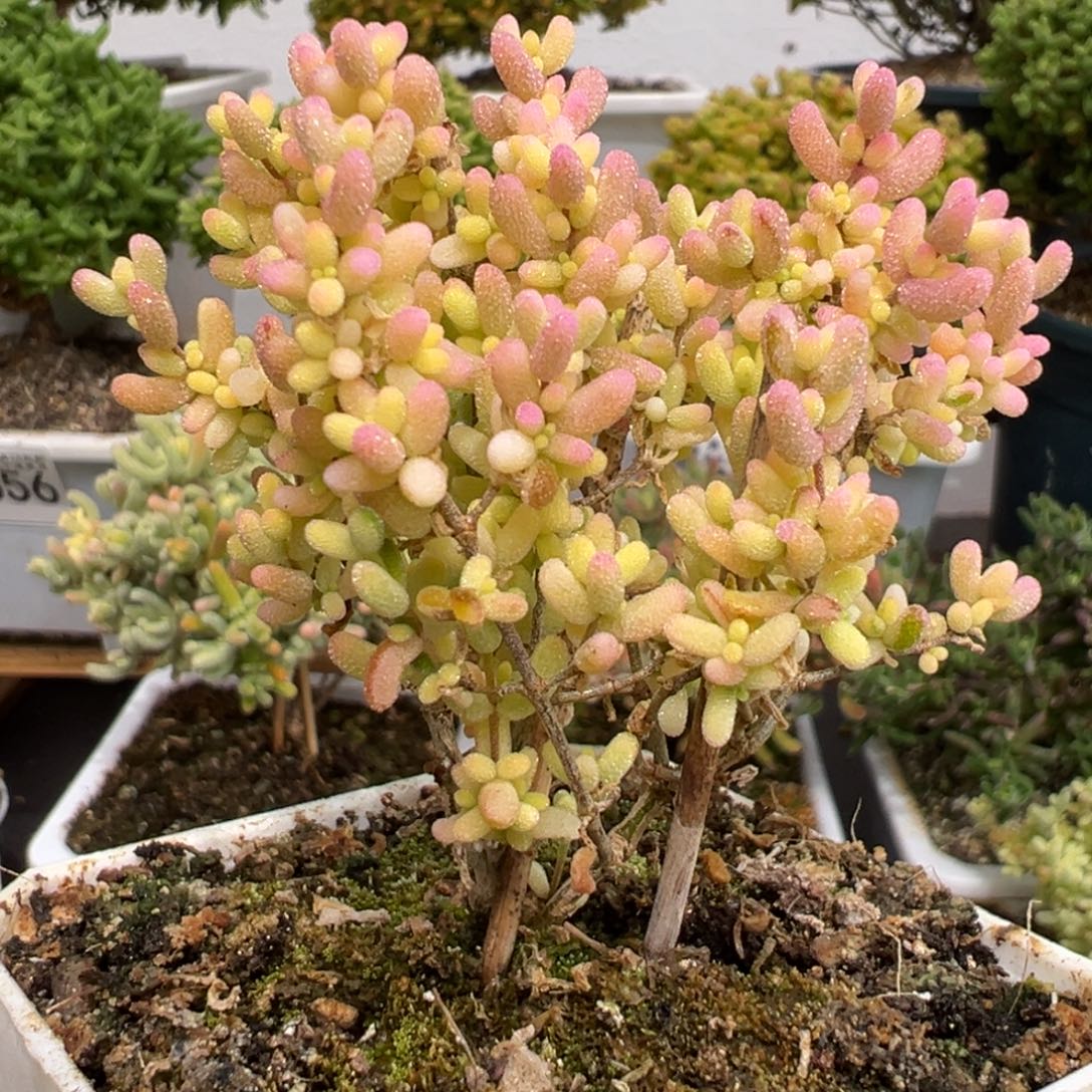 D3895米粒锦一物一拍