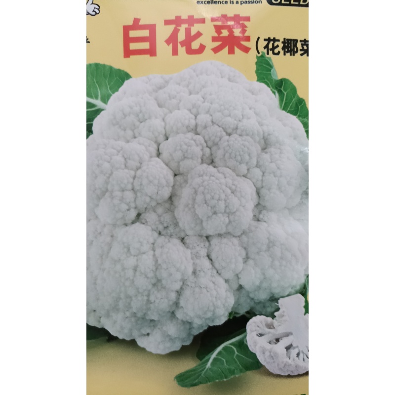 适合春秋季种植的白花菜种子