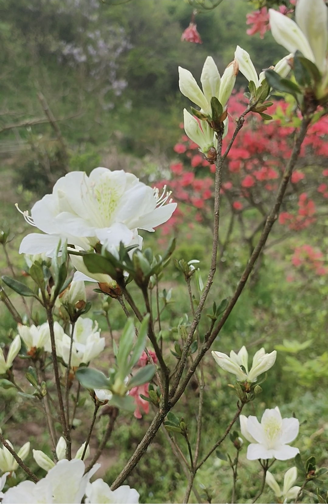 大别山映山白杜鹃花先花后叶，边上的就是花苞
