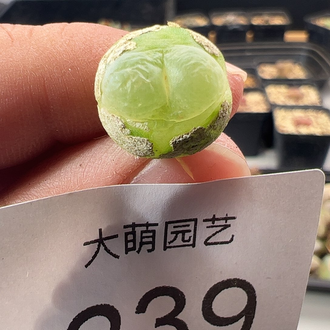 一物一拍。       239