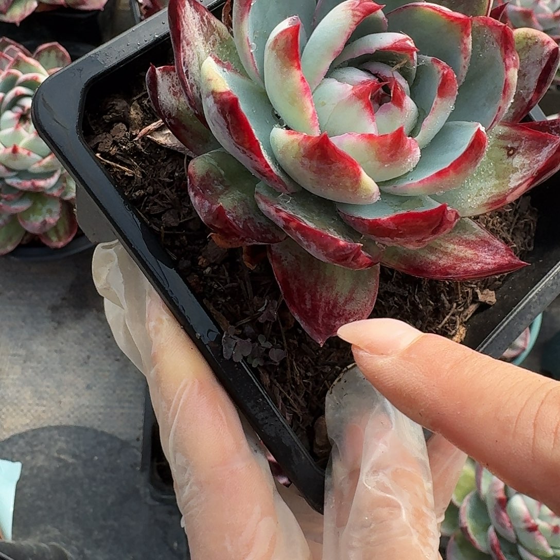 惊鸿仙子量拍拉丝 6 公分左右 1 颗