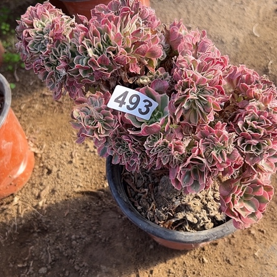 萍***多肉植物一个女巫493