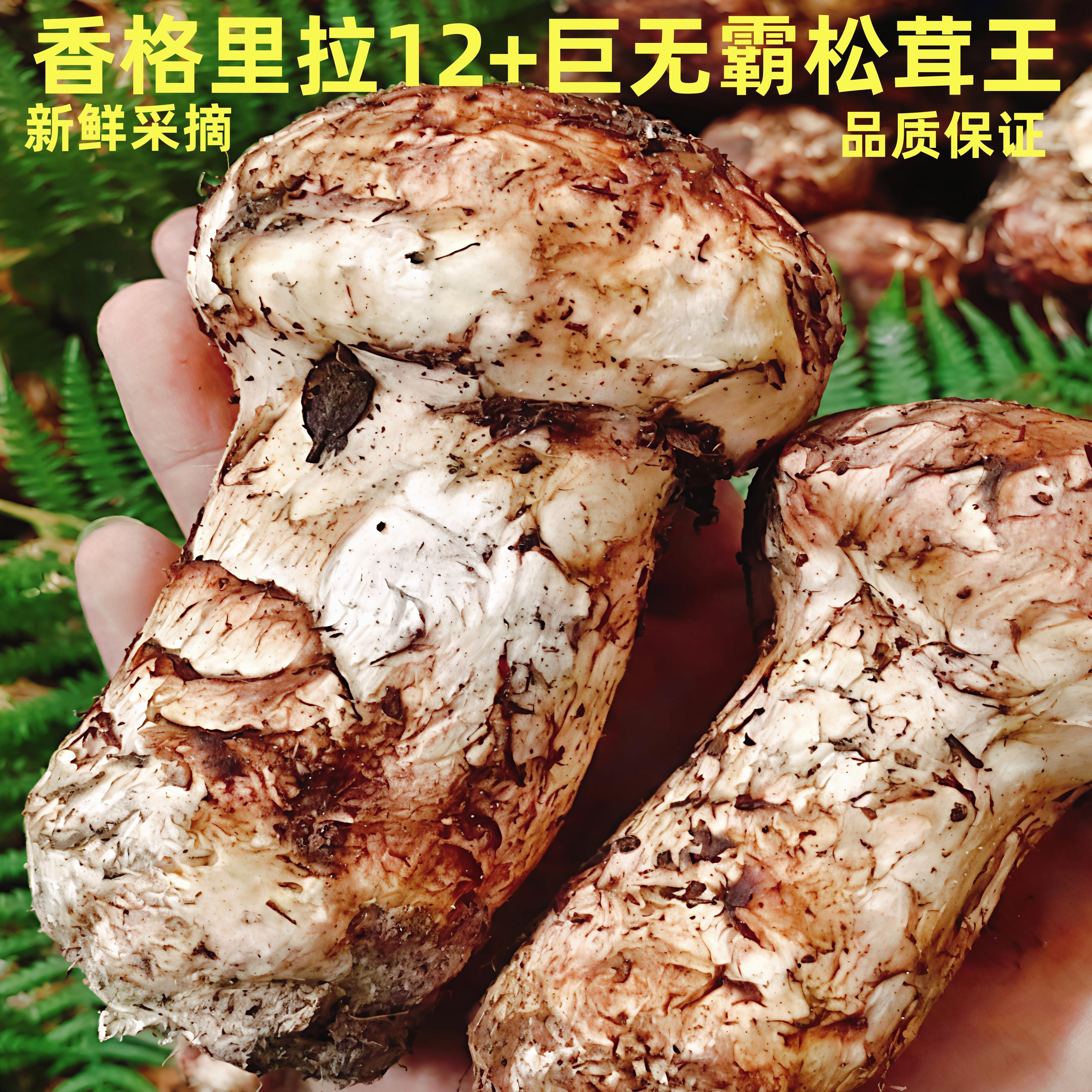 【尊享级】12+以上云南香格里拉新鲜巨无霸松茸王500g
