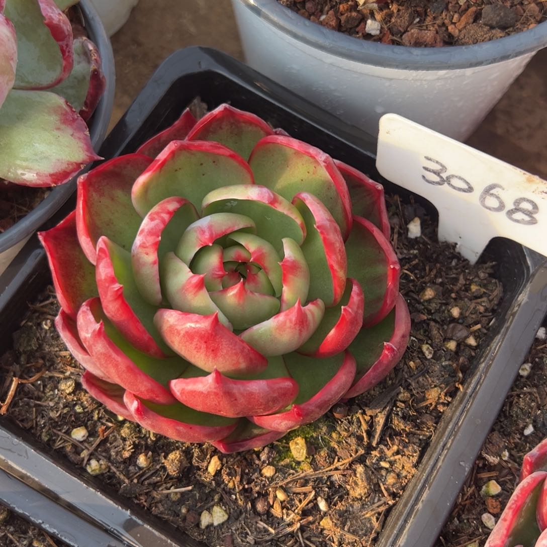 就****?惊鸿仙子一物一拍3068号