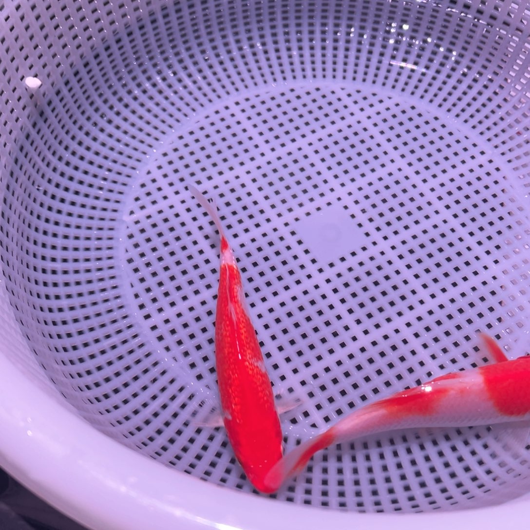 锦鲤锦鲤观赏鱼8888