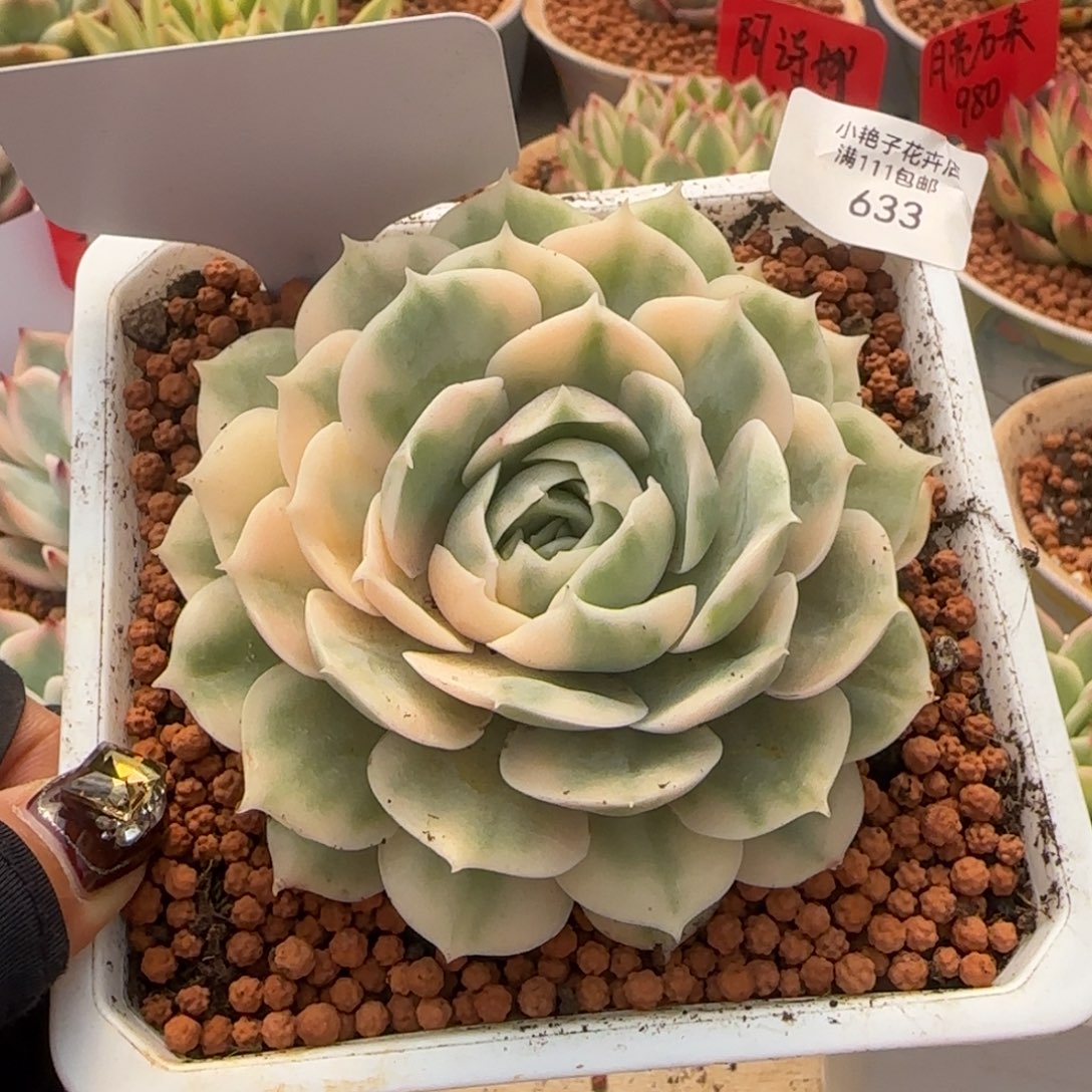 633昂斯诺锦多肉植物