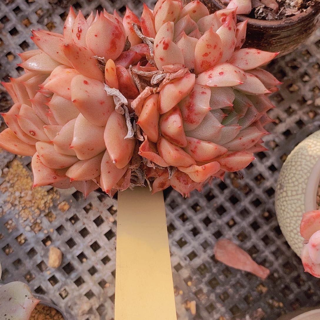 l**a533多肉植物老桩