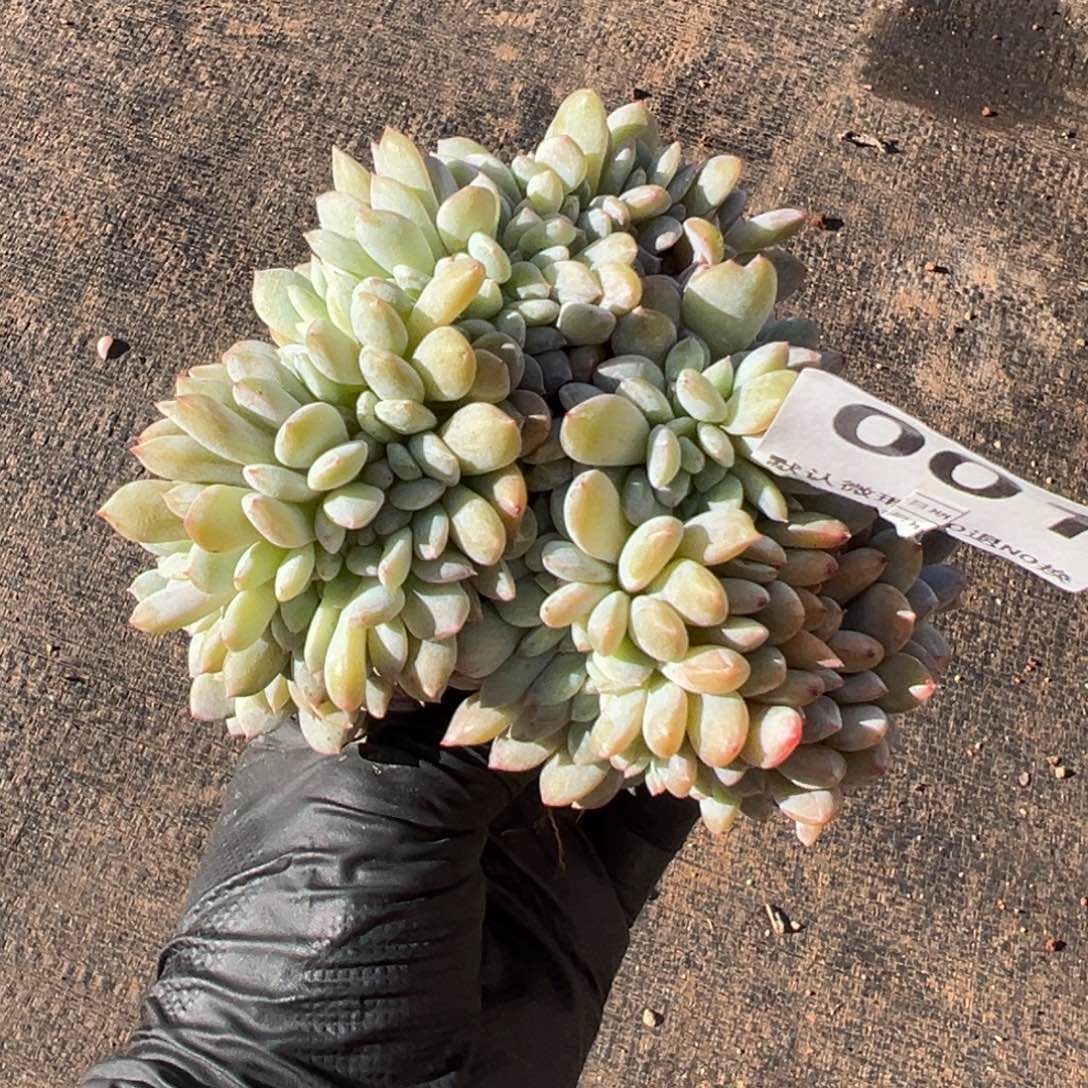 001号小树缀化呀呀呀