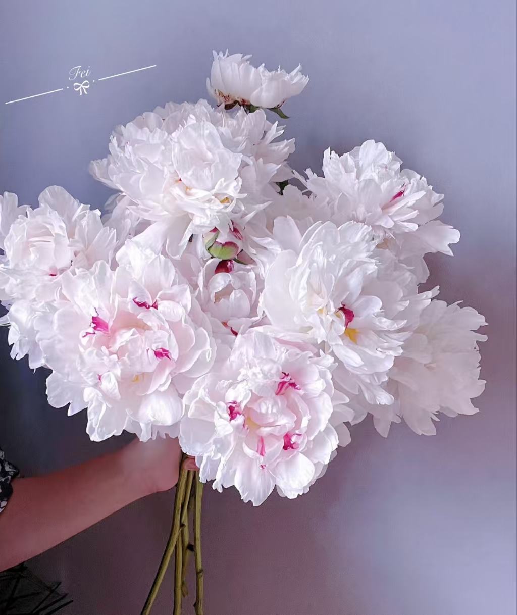 【盛世芍药 雪原红心 链接】山东芍药产地直发 | 新鲜采摘