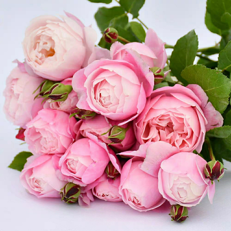 浓香灌木月季羽毛月季粉色多变盆栽庭院大花观花绿植花卉扦插苗