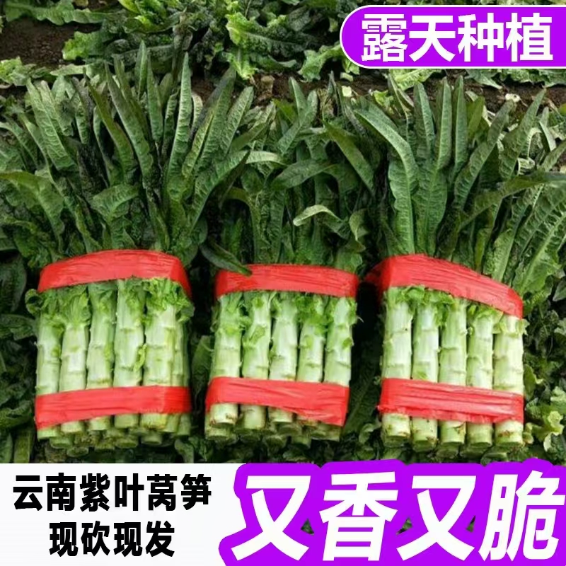 【顺丰冷链】云南高山紫叶香莴笋莴苣新鲜当季时令蔬菜露天种植