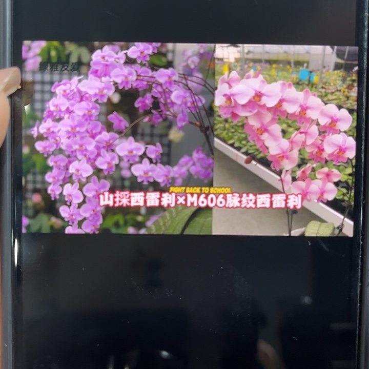 全部花苞1.7寸杯菲律宾山采西雷丽桃粉多花X M606