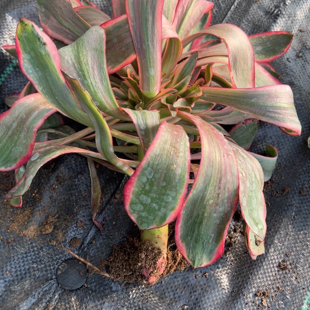 46红魔女多肉多肉植物