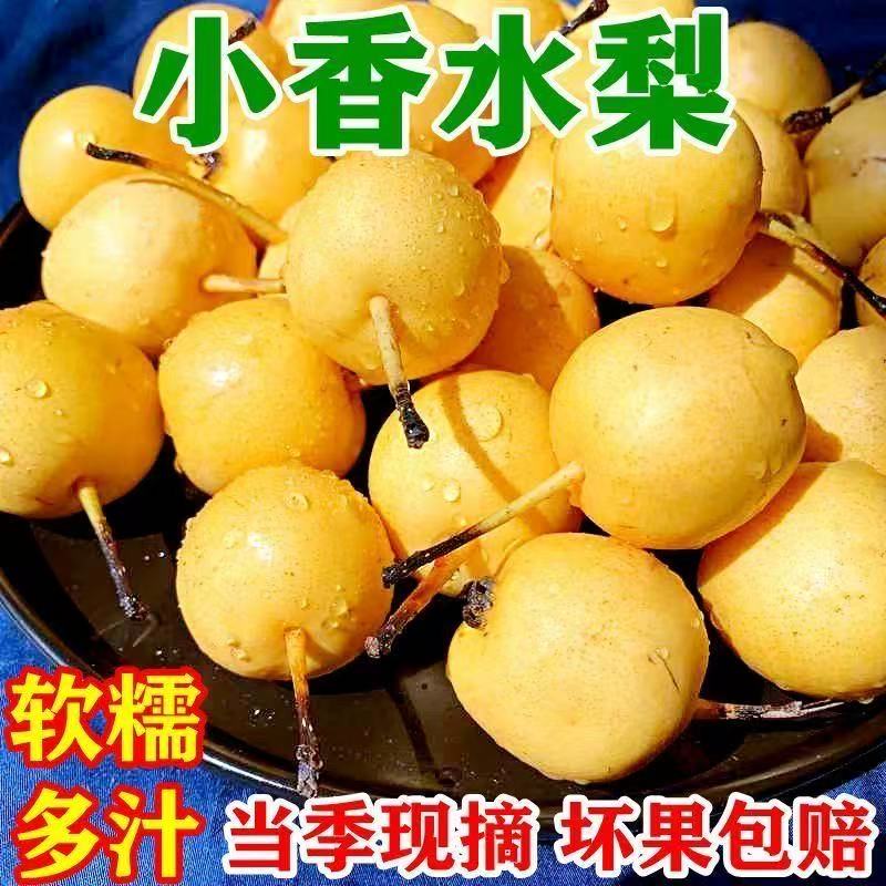东北小香水梨老品种软糯香甜现摘现发孕妇水果3斤5斤（青果发货）