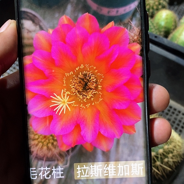 毛 拉斯维加斯/侧芽歪20包邮/6公分左右