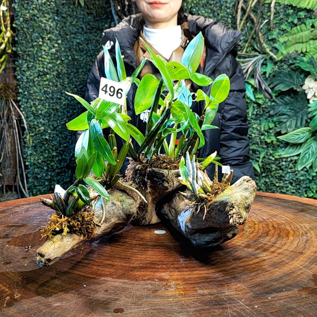 【闪购商品】496球花，小美，喉红花