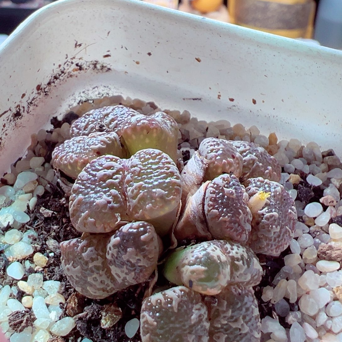 88-996多肉多肉泡泡勋章