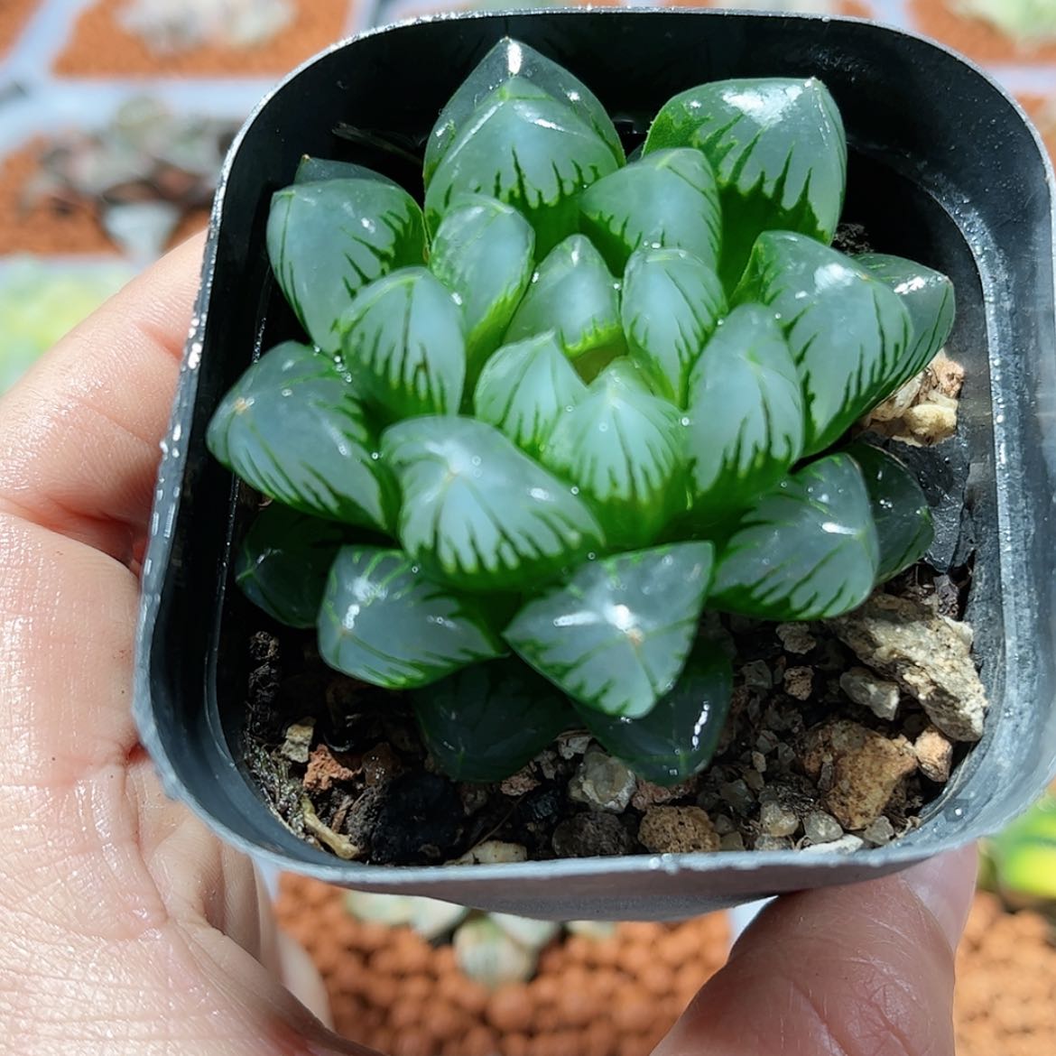 【闪购商品】北极之光