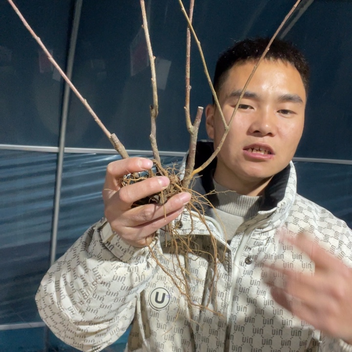 复色东洋锦海棠花一颗苗