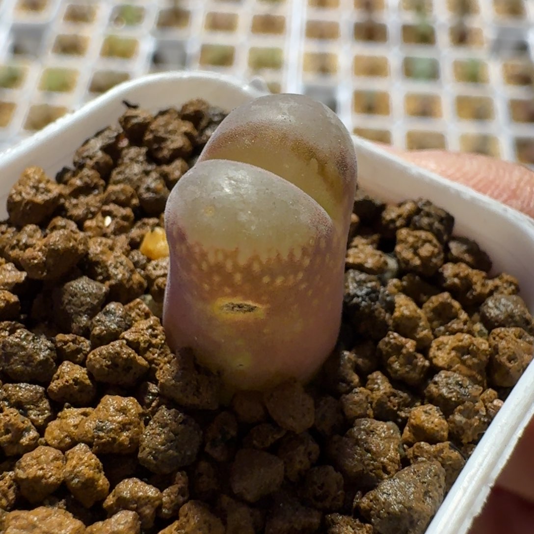 多肉..............