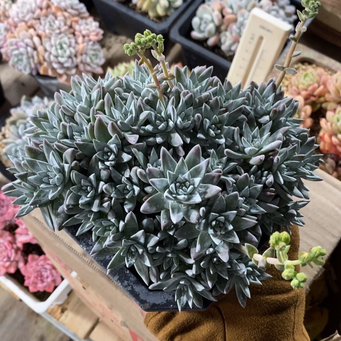 自助下单一物一拍，年后发可寄养问主播