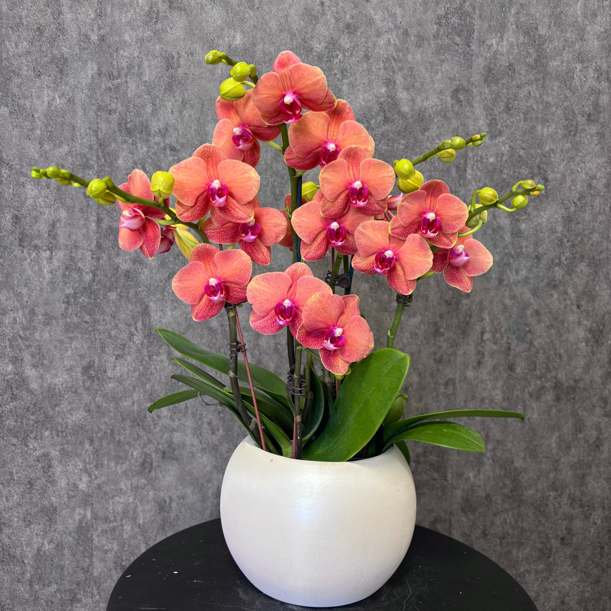 【金桔-蝴蝶兰】珍贵品种 好养花期长 送礼装饰 室内观赏花