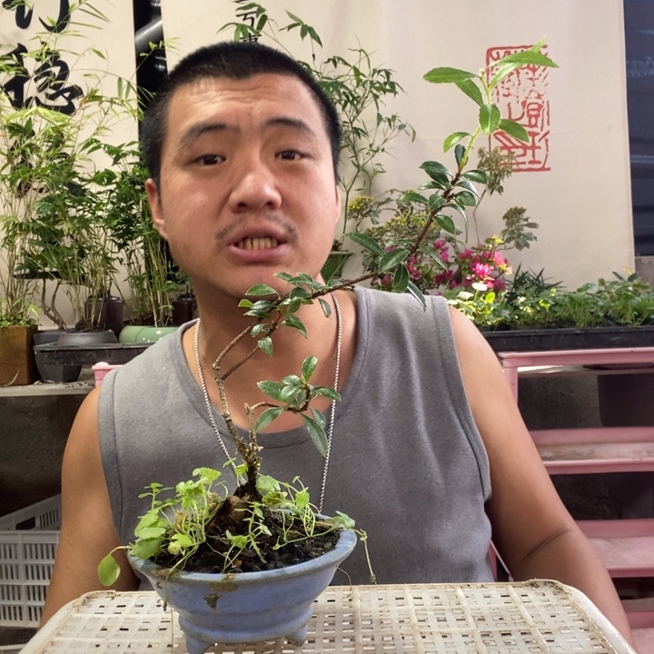 以实际为准盆景绿植盆栽119
