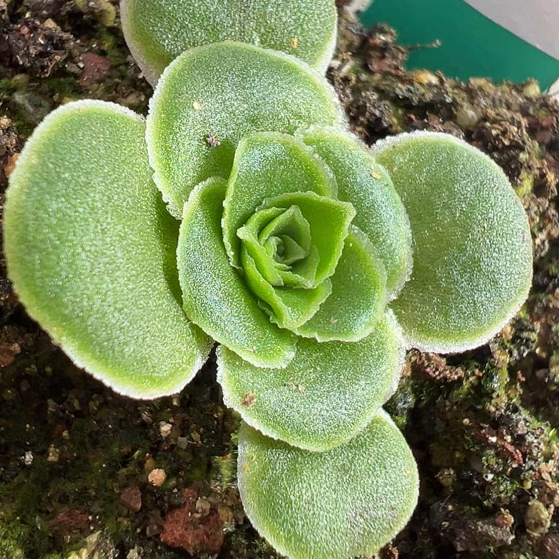 ?****来至耀龙珠 T029 