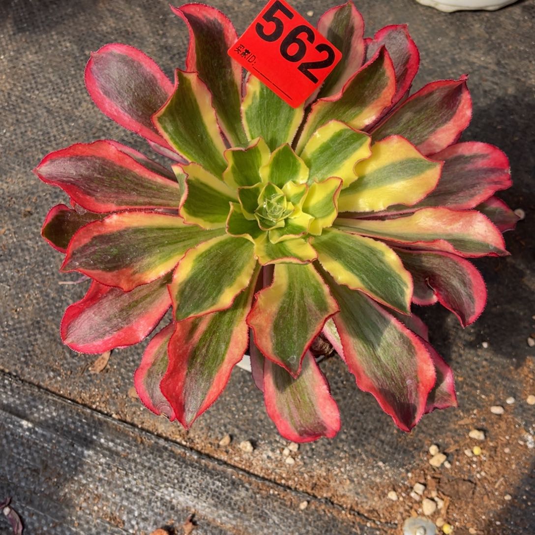 562多肉法师魅影