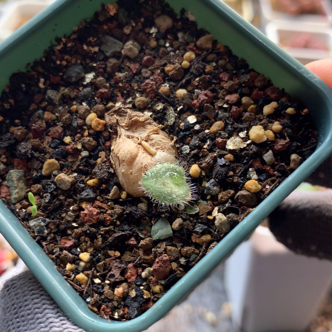 195毛爱心一颗块根