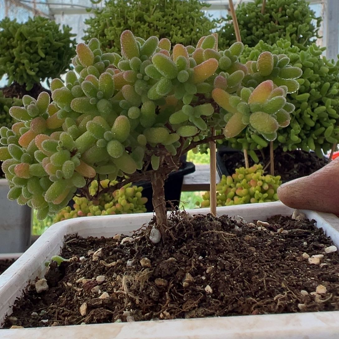 4号迎客松蜜橘枝干番杏