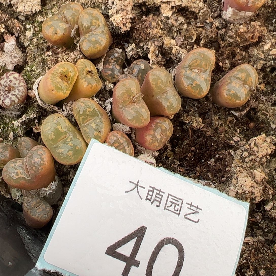 000040量拍橙子帕迪勋章双头3颗