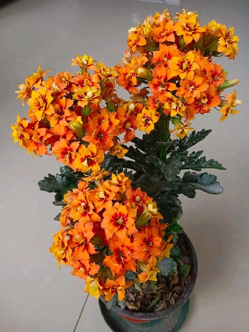 奇异橙【切花品种】长寿花盆栽花卉重瓣大花植物室内绿植 基地发货