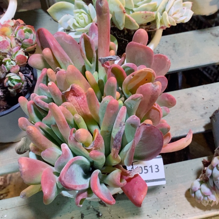 【闪购商品】火狐狸0513