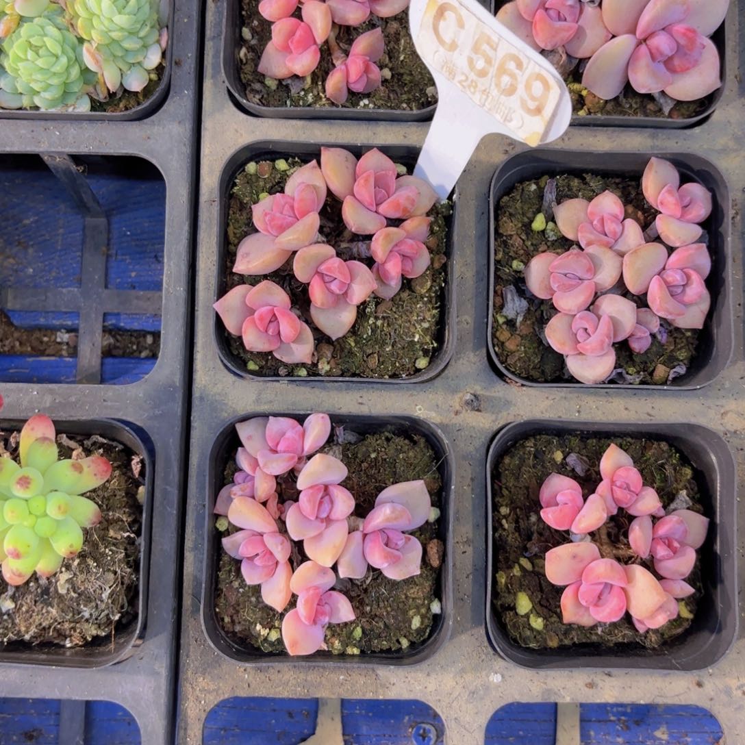 吱***ʔC569彩虹糖一物一拍