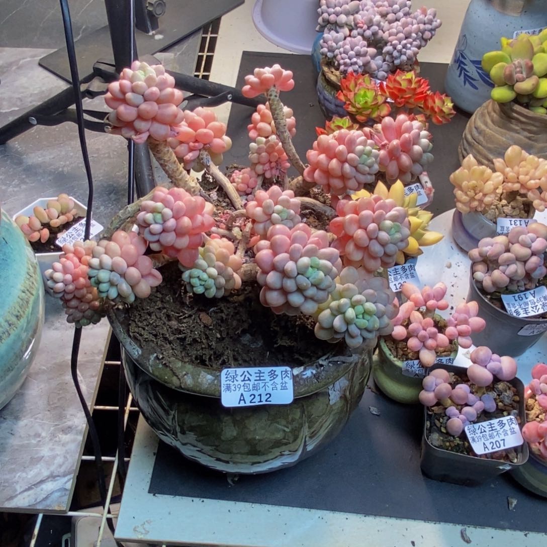 212鱼子酱多肉19c m