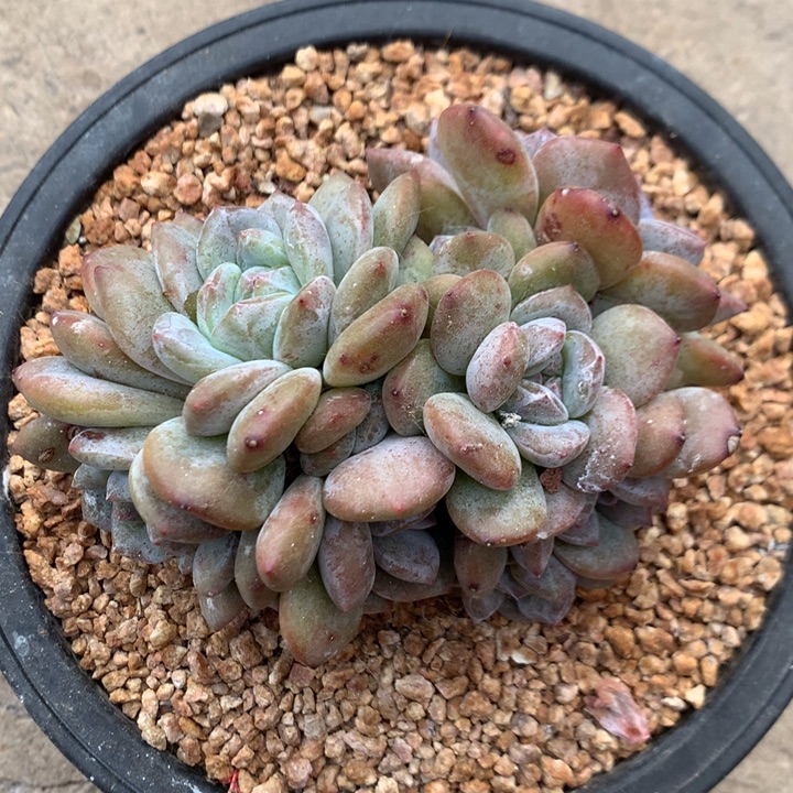 多肉植物石榴籽星影