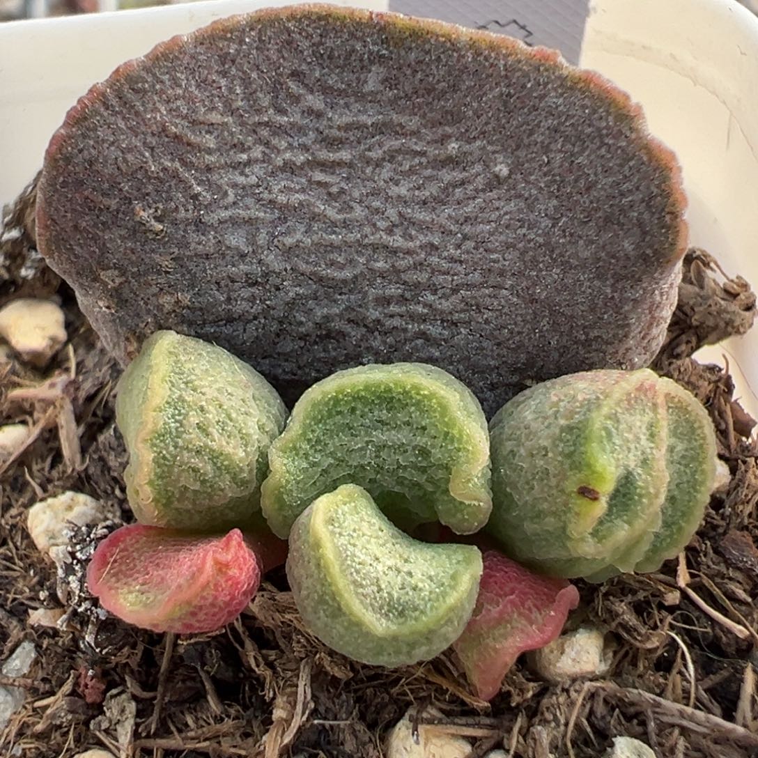 实生新品大苗多肉植物