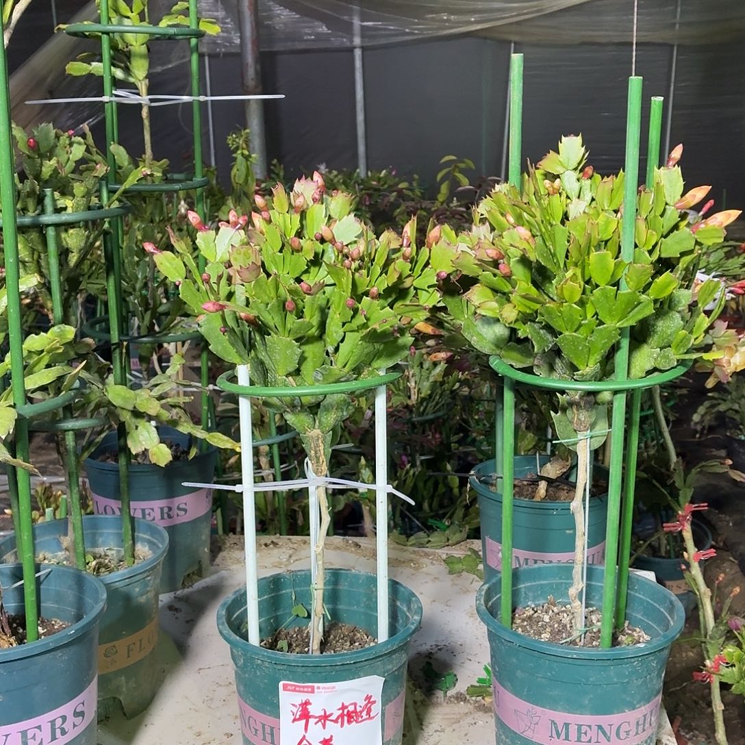 萍***逢无花朵萍水相逢花友叶仙嫁接黄金色