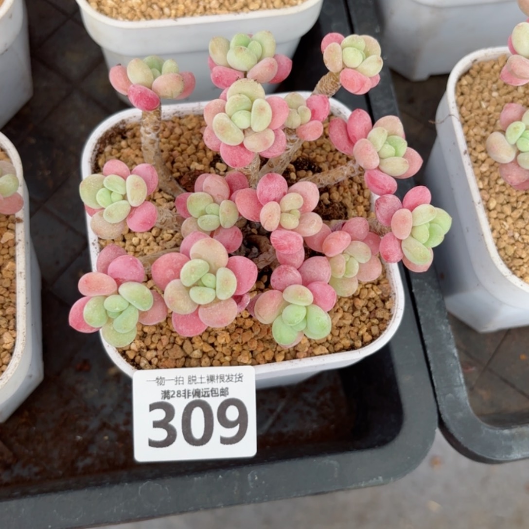 韩系鱼子酱老桩无盆土发货