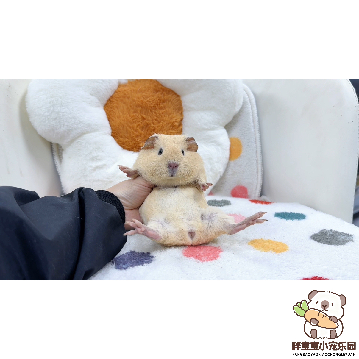 奶黄英短妹妹 活体豚鼠荷兰猪