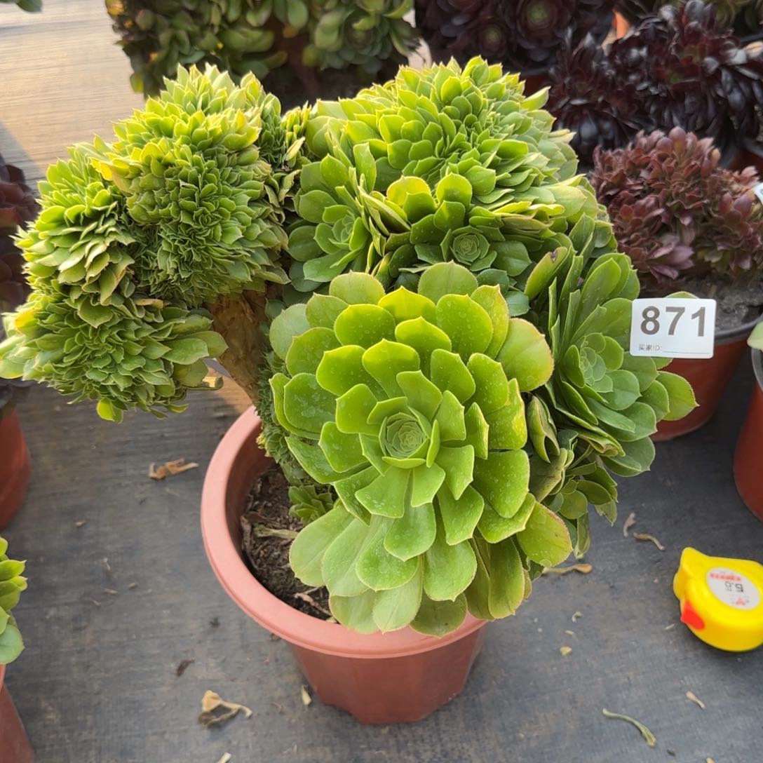 871多肉植物绿缀
