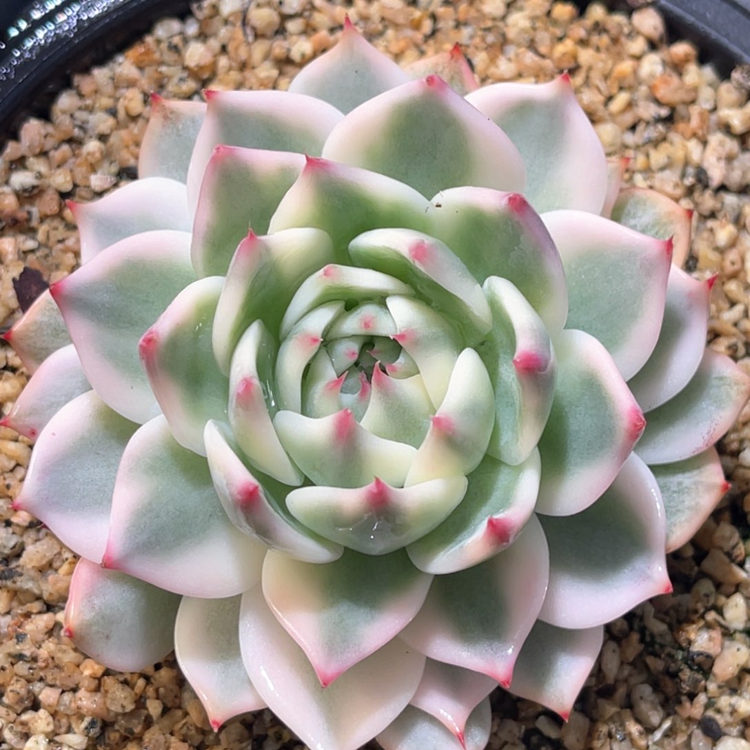 多肉特价吉娃娃锦