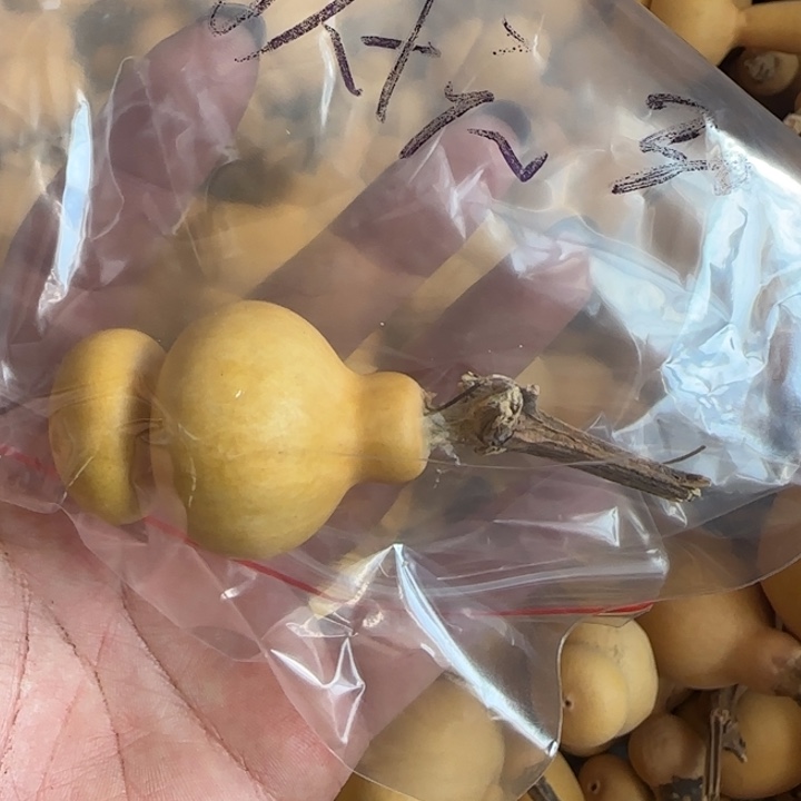 玖***六钱袋子葫芦手把件葫芦