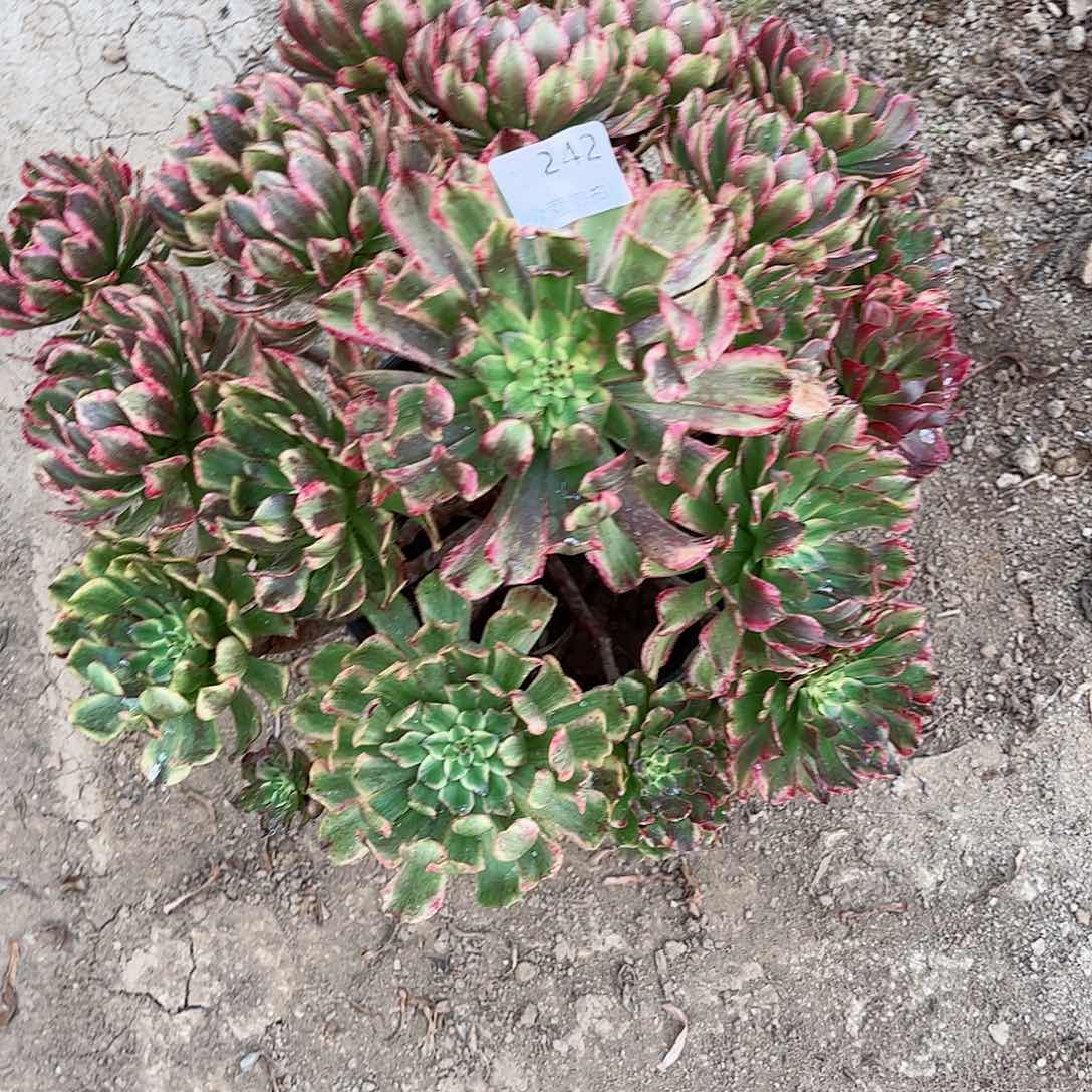 无花朵多肉植物奥黛丽242