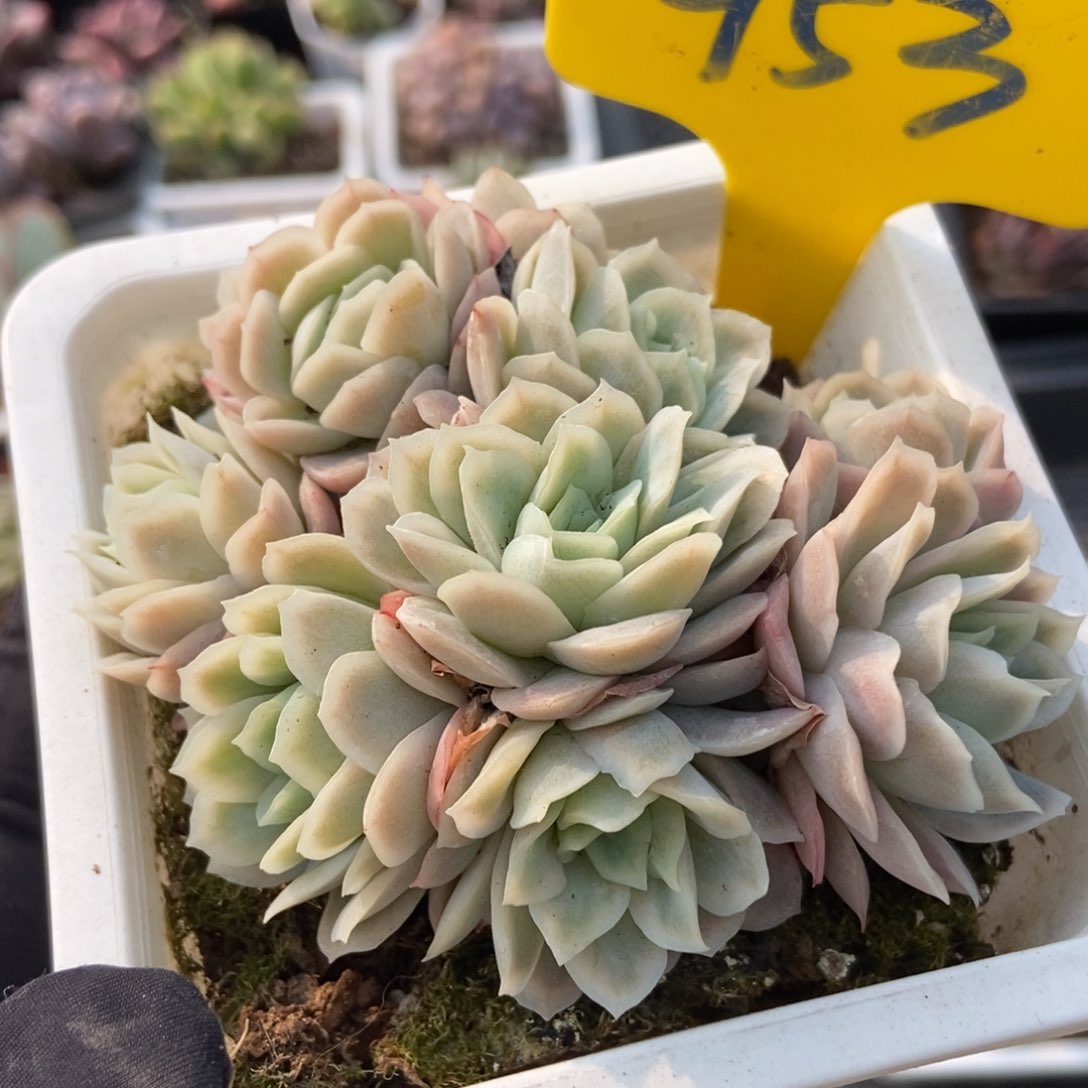 953冰片锦多肉植物